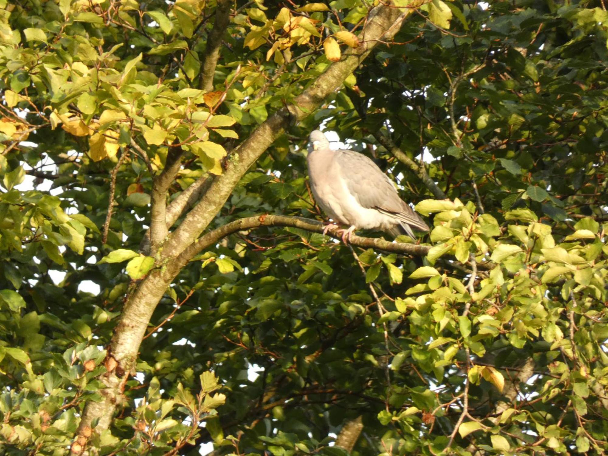 Veluwepark Reewold #Chalet Buizerd# Tussen Het Bosrijke Putten En Garderen Εξωτερικό φωτογραφία